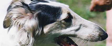 [ Random Borzoi Image ]