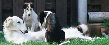 [ Random Borzoi Image ]