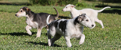 [ Random Borzoi Image ]