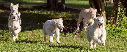 [ Random Borzoi Image ]