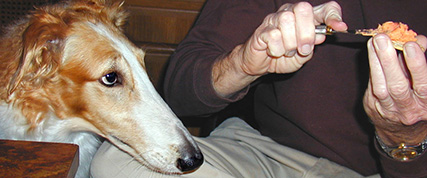 [ Random Borzoi Image ]