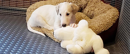 [ Random Borzoi Image ]