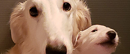 [ Random Borzoi Image ]