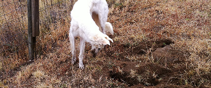 [ Random Borzoi Image ]