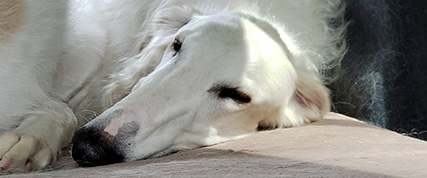 [ Random Borzoi Image ]