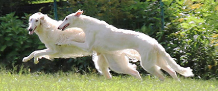 [ Random Borzoi Image ]