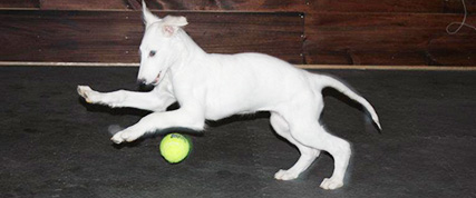 [ Random Borzoi Image ]