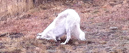 [ Random Borzoi Image ]