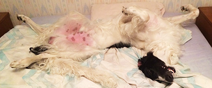 [ Random Borzoi Image ]
