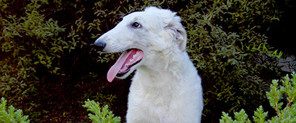 [ Random Borzoi Image ]