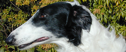 [ Random Borzoi Image ]