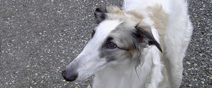 [ Random Borzoi Image ]