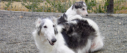 [ Random Borzoi Image ]