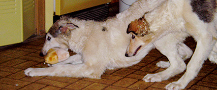 [ Random Borzoi Image ]