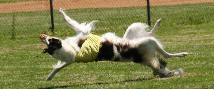 [ Random Borzoi Image ]