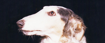 [ Random Borzoi Image ]