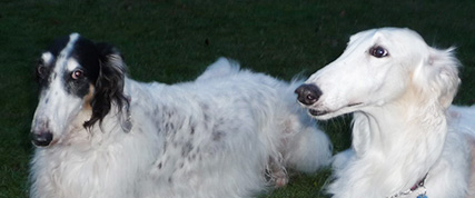 [ Random Borzoi Image ]