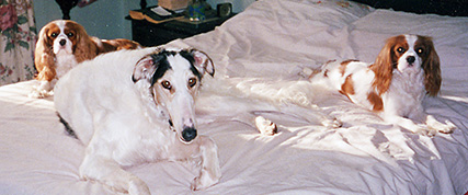 [ Random Borzoi Image ]