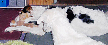 [ Random Borzoi Image ]