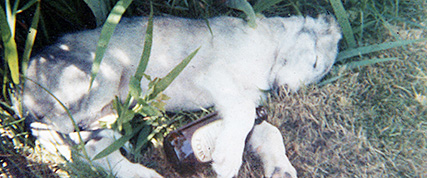 [ Random Borzoi Image ]