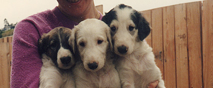 [ Random Borzoi Image ]