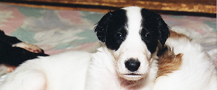 [ Random Borzoi Image ]