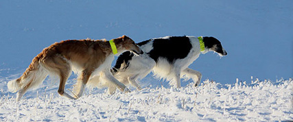 [ Random Borzoi Image ]