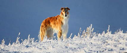 [ Random Borzoi Image ]