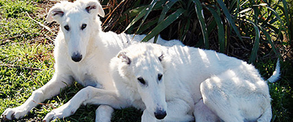 [ Random Borzoi Image ]