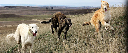 [ Random Borzoi Image ]