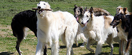 [ Random Borzoi Image ]