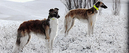 [ Random Borzoi Image ]