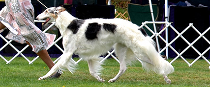 [ Random Borzoi Image ]