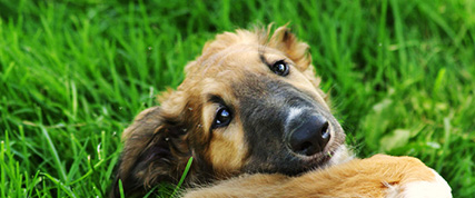 [ Random Borzoi Image ]