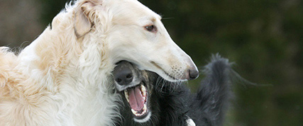 [ Random Borzoi Image ]