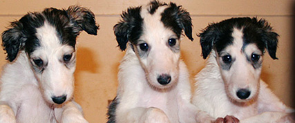 [ Random Borzoi Image ]