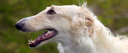 [ Random Borzoi Image ]