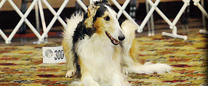 [ Random Borzoi Image ]