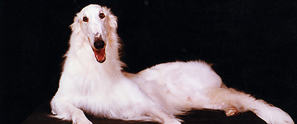 [ Random Borzoi Image ]