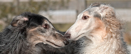 [ Random Borzoi Image ]