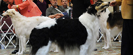 [ Random Borzoi Image ]