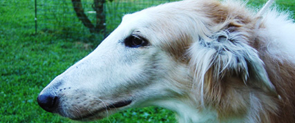 [ Random Borzoi Image ]