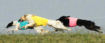 [ Random Borzoi Image ]