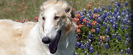 [ Random Borzoi Image ]