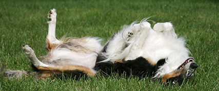 [ Random Borzoi Image ]