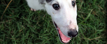 [ Random Borzoi Image ]