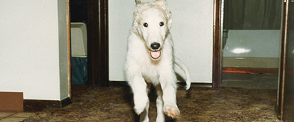 [ Random Borzoi Image ]