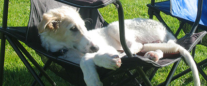 [ Random Borzoi Image ]