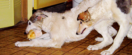 [ Random Borzoi Image ]