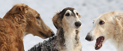 [ Random Borzoi Image ]